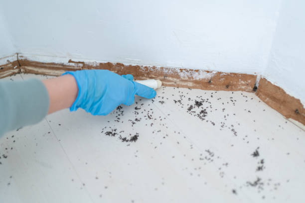 Insect Control in Auburn, MI