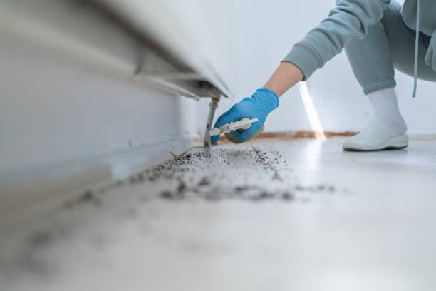 Best Spider Control Near Me  in Auburn, MI